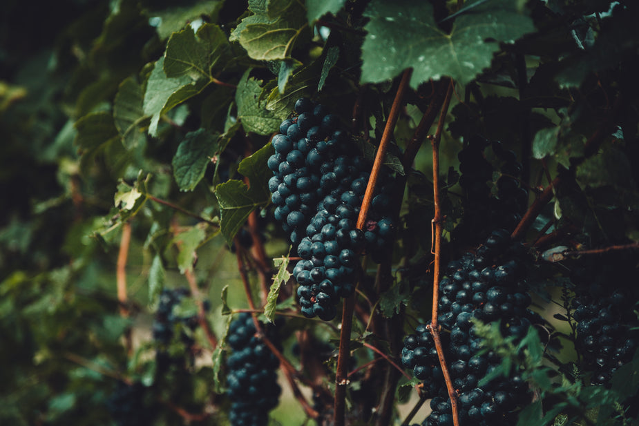 Hrozny červeného cuvée na vinné révě ve vinici