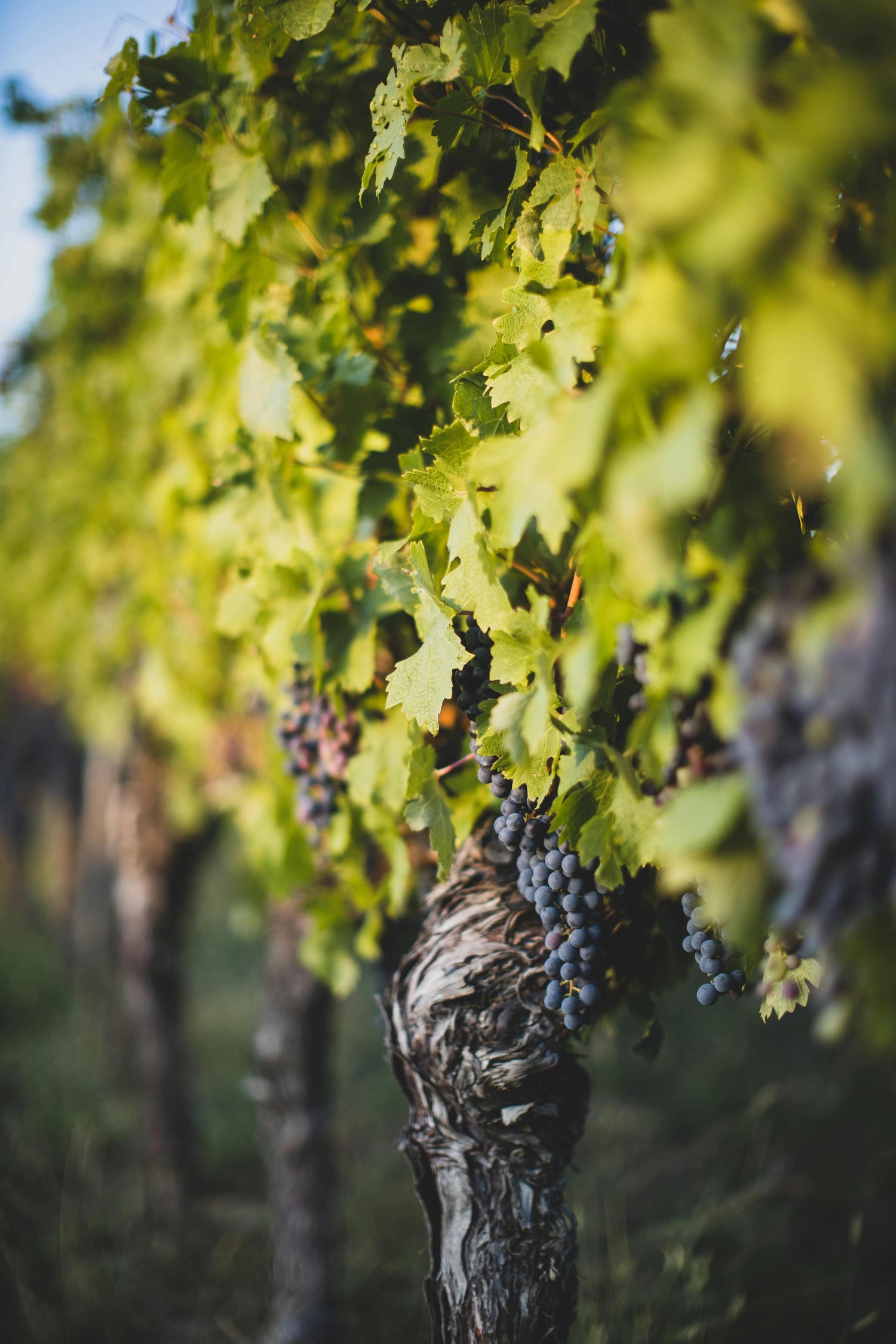 Zralé hrozny Cabernetu Sauvignon visící na vinné révě, připravené ke sklizni.